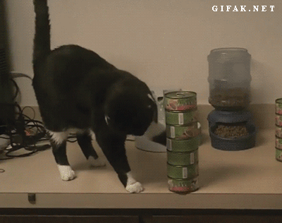 why do cats knock things off tables?