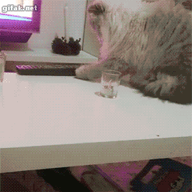 why do cats knock things off tables