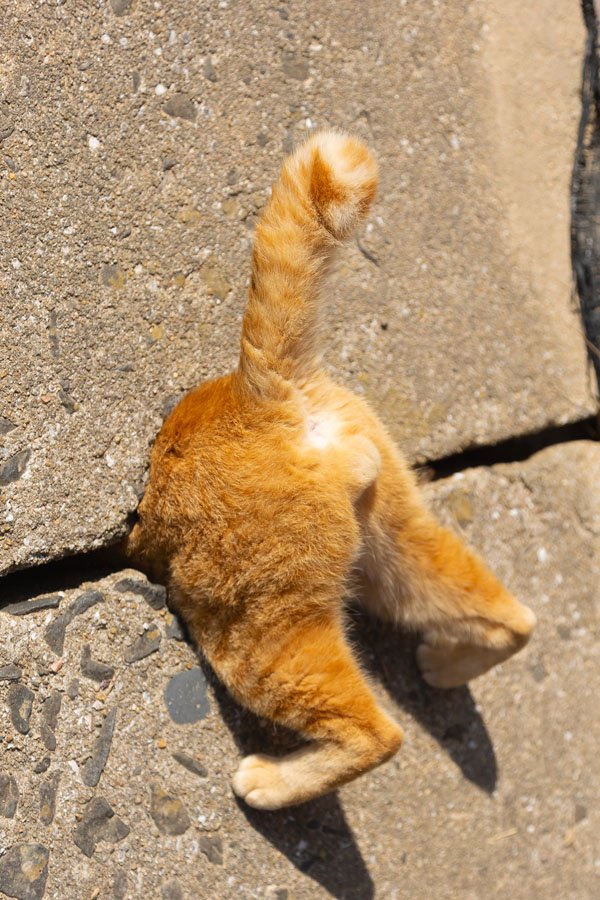 Cat photos