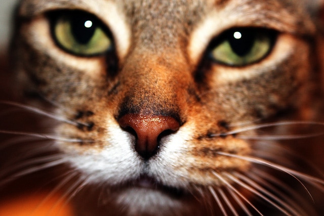 facts about cats