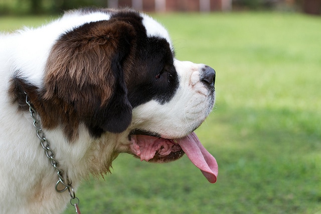 dog heat stroke