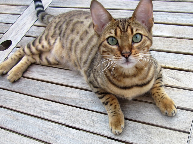facts about cats