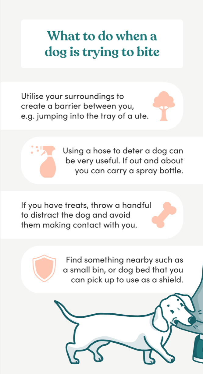 Managing aggression in dogs