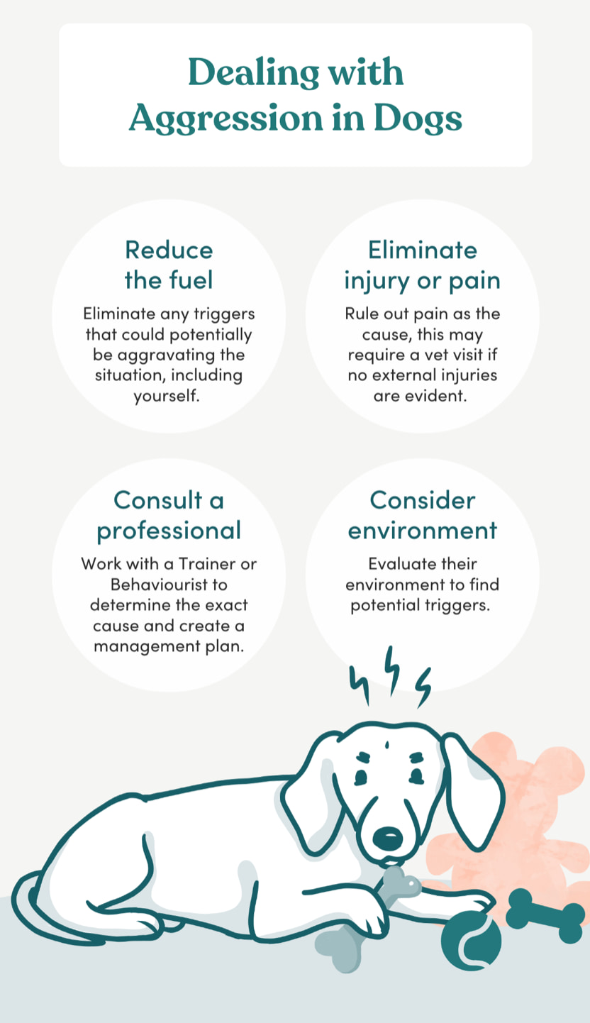 aggression in dogs