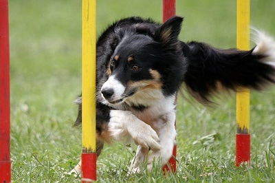 activities for pets and kids