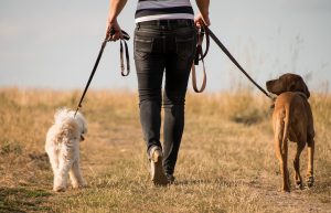 Building a Bond During a Pet Sit