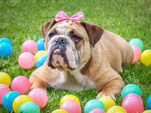 The British Bulldog has a face only a mother could love. However, their stubborn loyalty has earned them the title of "man's best friend."