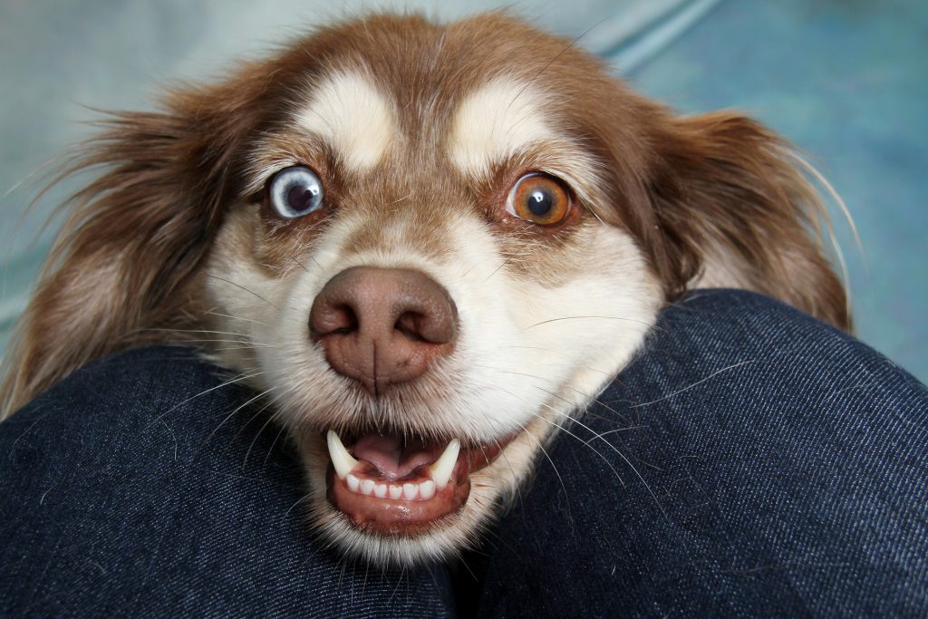 Can My Dog Read Facial Expressions?