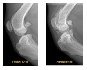 Canine Osteoarthritis
