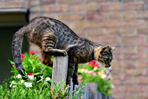 Cat's Tail Position
