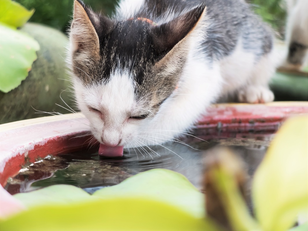 cats in summer
