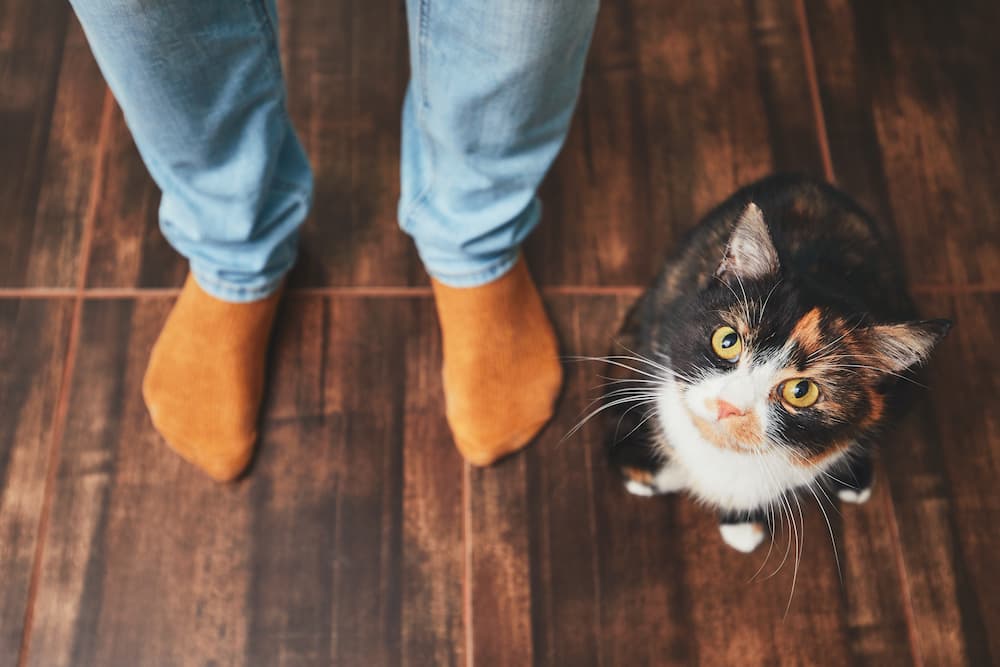 Cat Facts