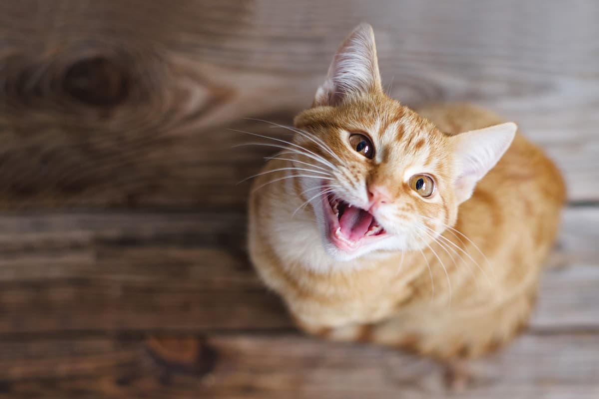 cat teeth cleaning