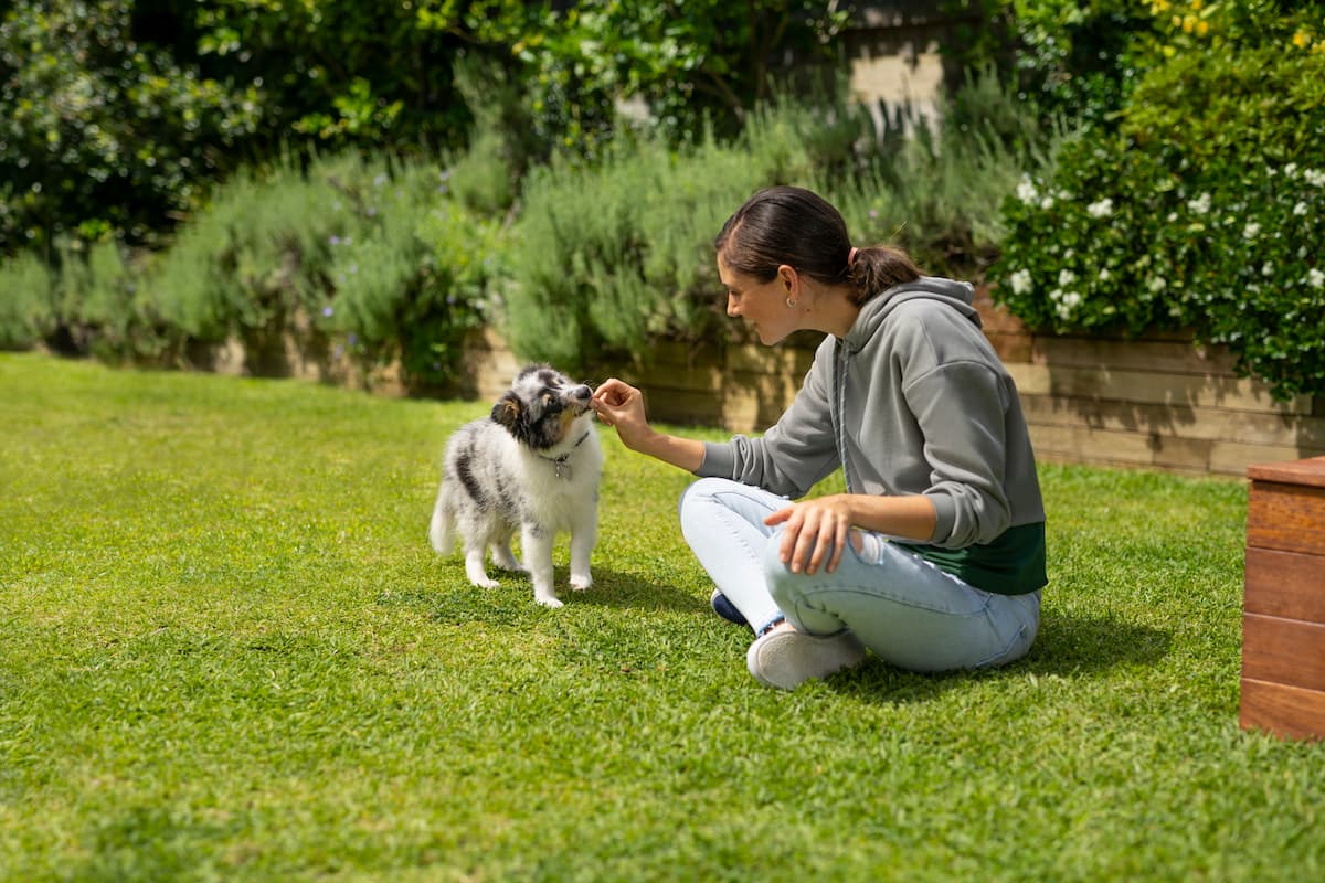 flea tick and worm prevention in one tiny, tasty chew