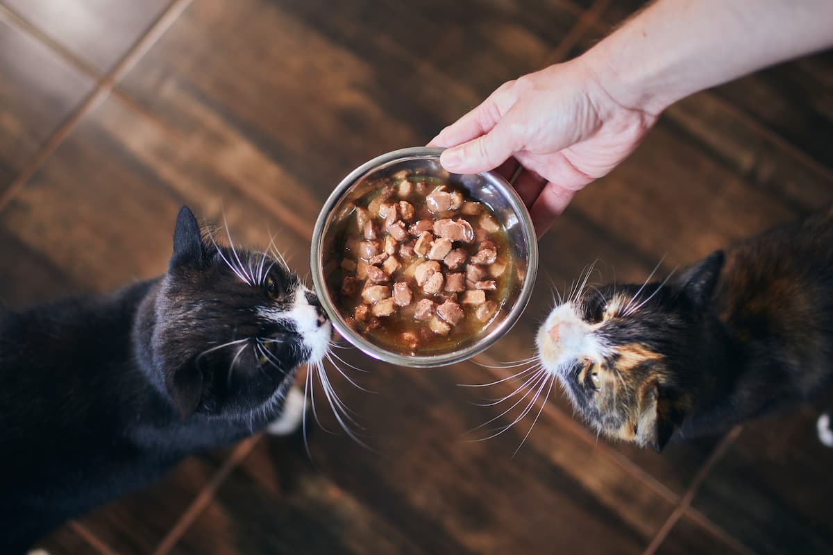 cat food kitten adult cat senior cat