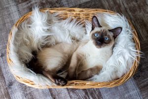 siamese cat