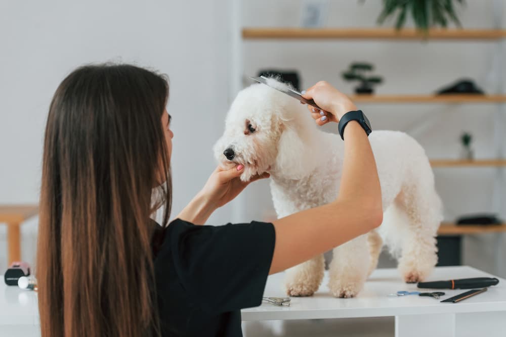 dog groomer