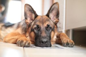 Dermatitis in Dogs