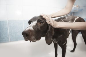 How Often Should I Bathe My Dog?