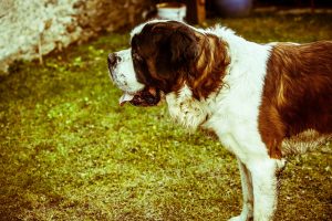 The Saint Bernard earned the moniker of "man's best friend" by rescuing lost travellers in the Alps.