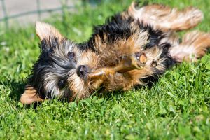 Dog Eating Healthy