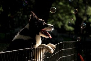 Dog-Proof Fence
