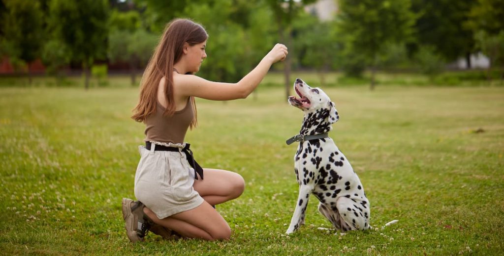 how to socialise an adult dog with training