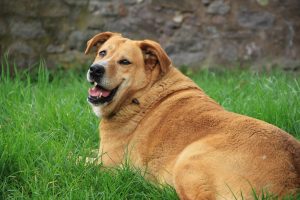 Dog with Cushing's disease