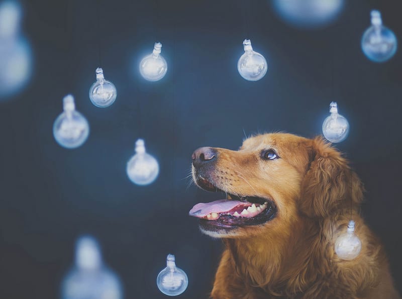 pet firework safety
