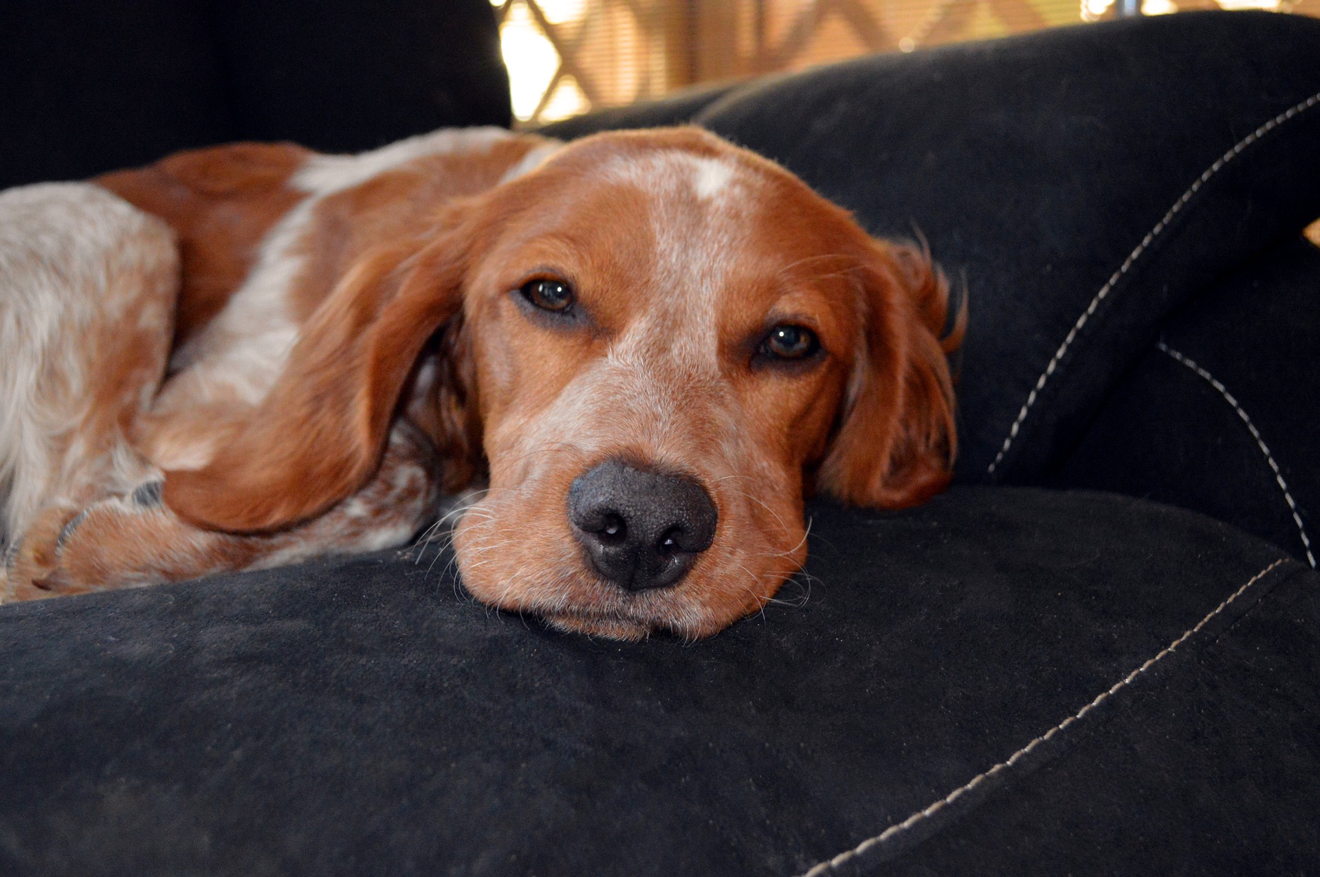 Dog's Mental Health