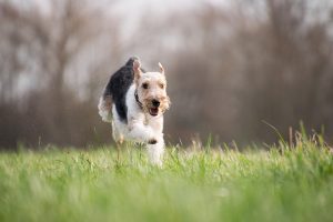 Exercising Your Dog Too Much