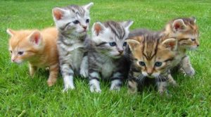 Group of kittens