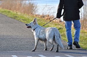 Hip Dysplasia in Dogs
