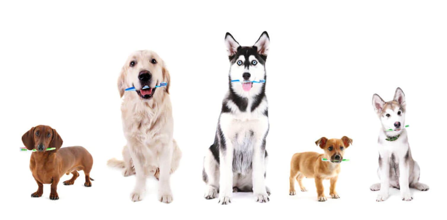 the-best-way-to-brush-your-dogs-teeth