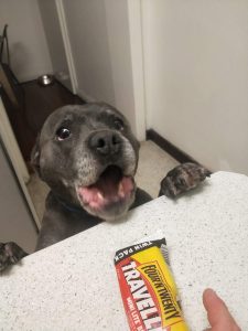 Furriest Foodie Finalist Ben Stroop's Staffy