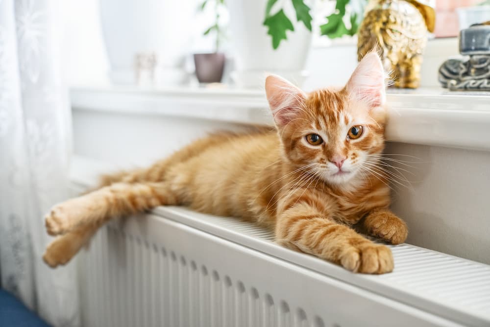 indoor-cats-eyes