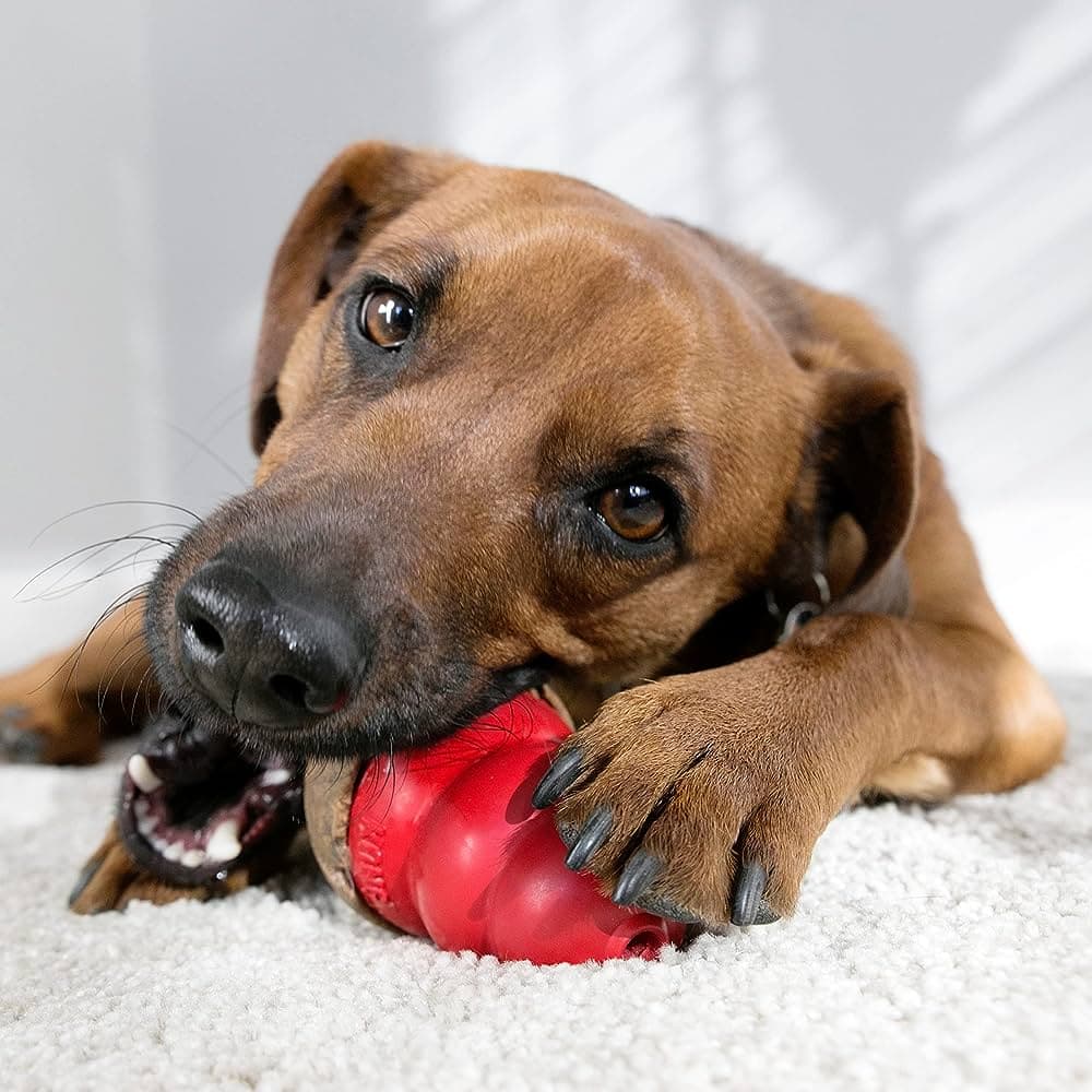 enrichment toys for dogs