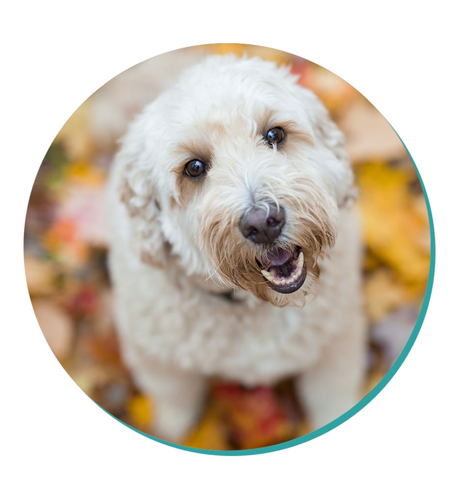 Labradoodle