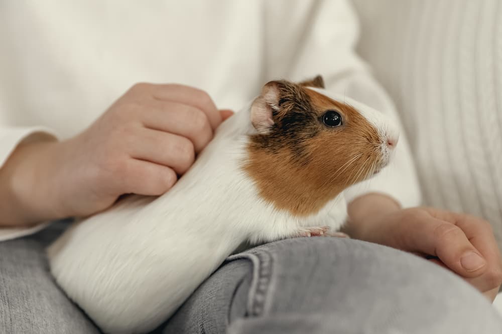 Care guide for guinea pig Owners