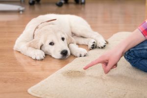 Pet Smells and Pet Stains in Carpet