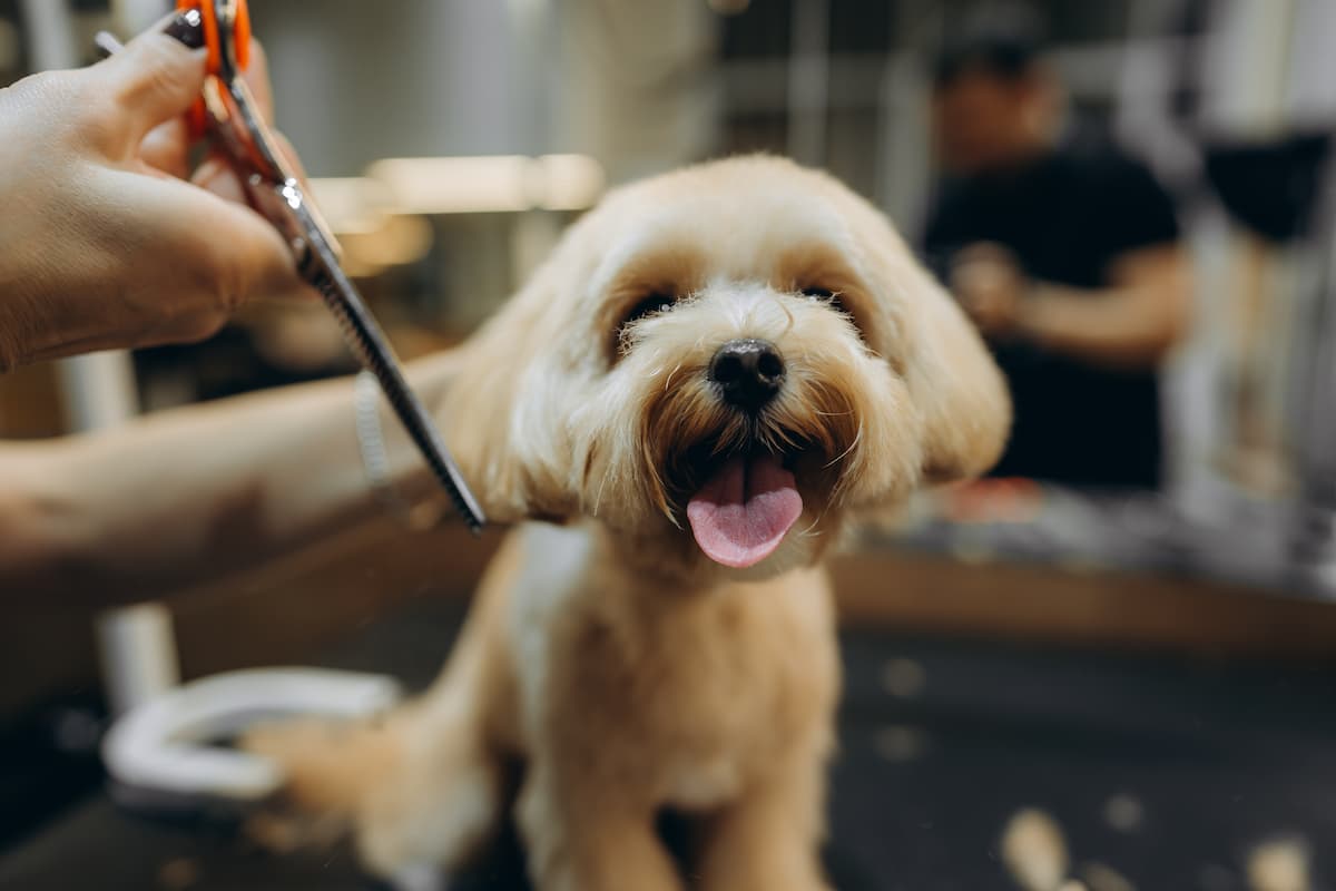 dog grooming