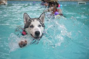 Most Energetic Dog Breeds