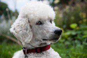 Most Intelligent Dogs
