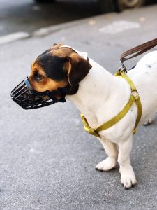 Muzzle Training