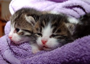 Raise a Kitten