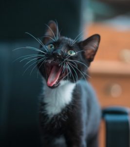 Raise Your Kitten Properly