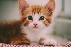 Raise Your Kitten to Use the Litter Box