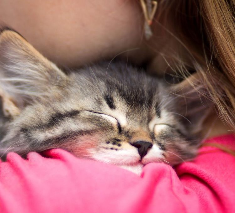 pet fostering