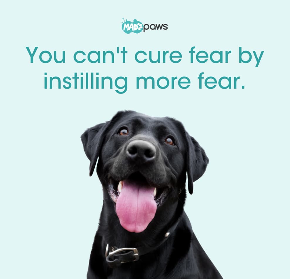 Positive reinforcement dog training