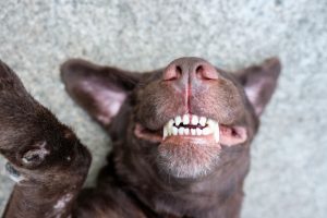 Bright Dental